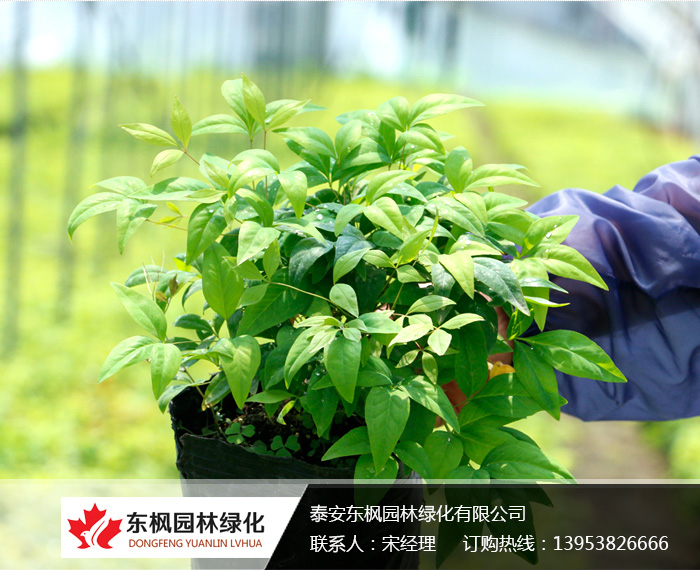 國(guó)內(nèi)較大的火焰南天竹生產(chǎn)培育基地