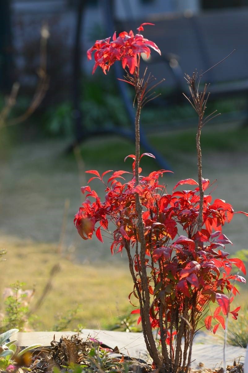 泰安東楓園林熱銷產品——火焰南天竹