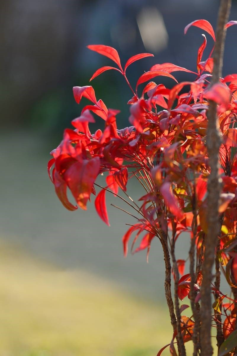 泰安東楓園林熱銷產品——火焰南天竹