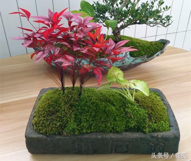 火焰南天竹入市以來熱度不減，未來幾年市場(chǎng)好！