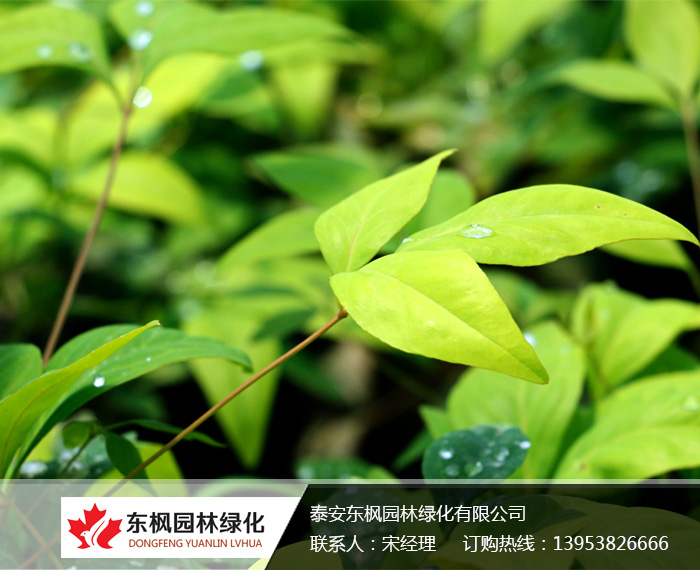 火焰南天竹栽種、澆水、施肥等及擺放環(huán)境