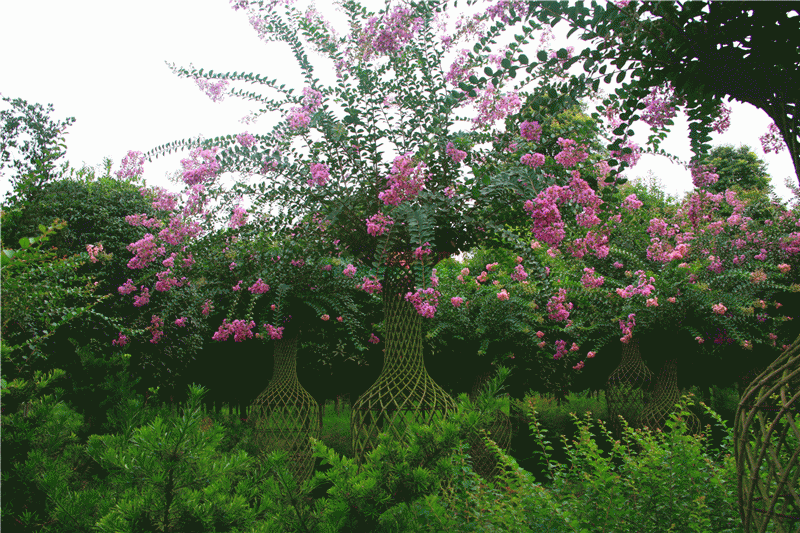 紫薇花瓶|火焰南天竹|叢生紅點(diǎn)紅楓|火焰衛(wèi)矛的生長習(xí)性-泰安東楓園林苗木有限公司