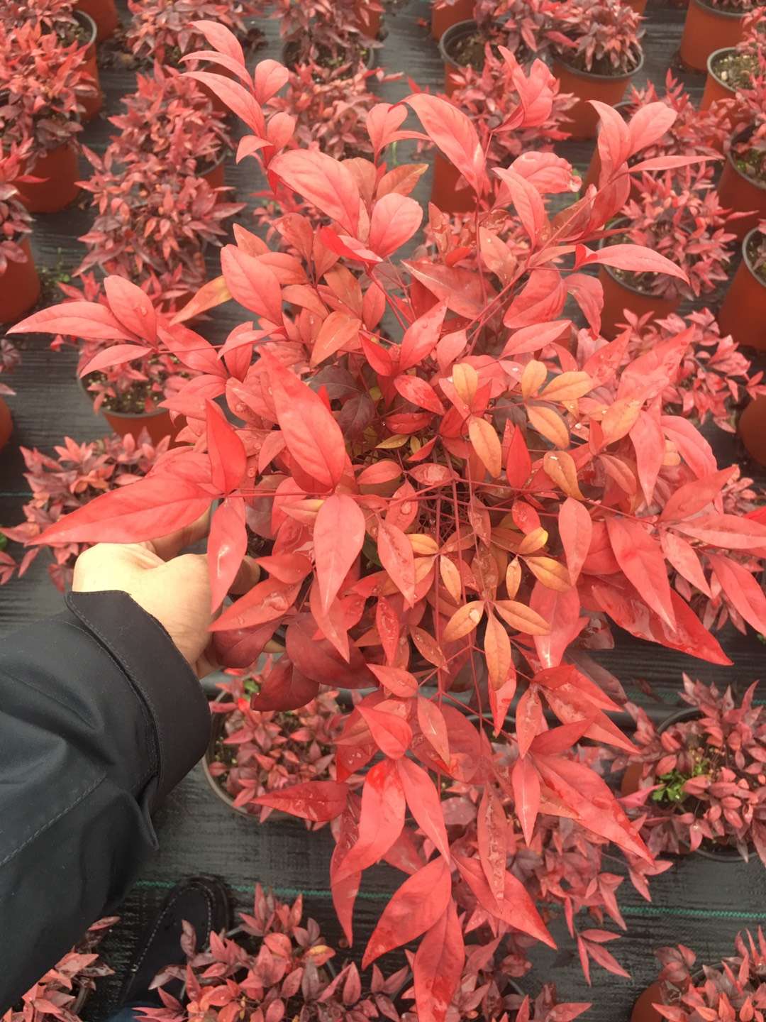 火焰南天竹日常養(yǎng)護(hù)注意事項