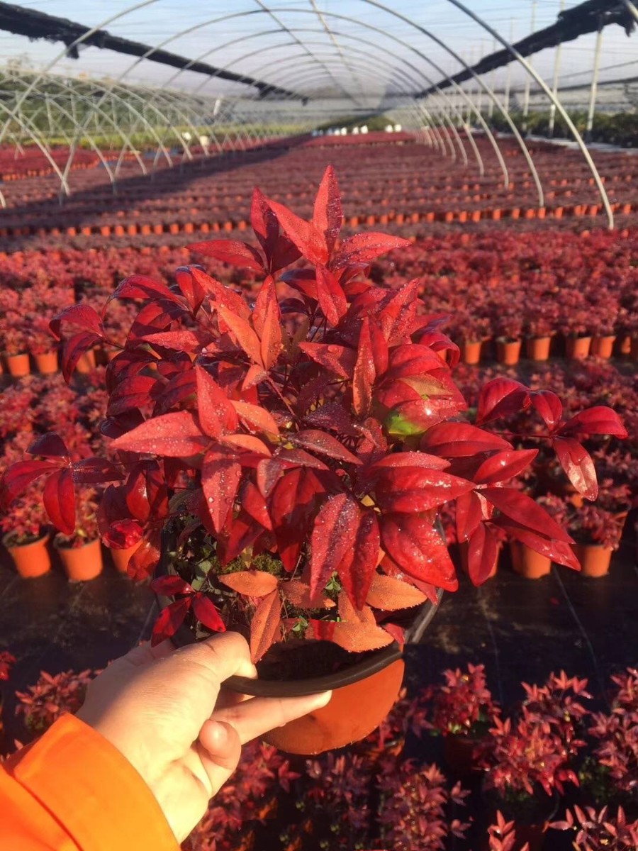 種苗兩年，投資2000萬，干出兩個“大”，這個山東兄弟有點“狠”