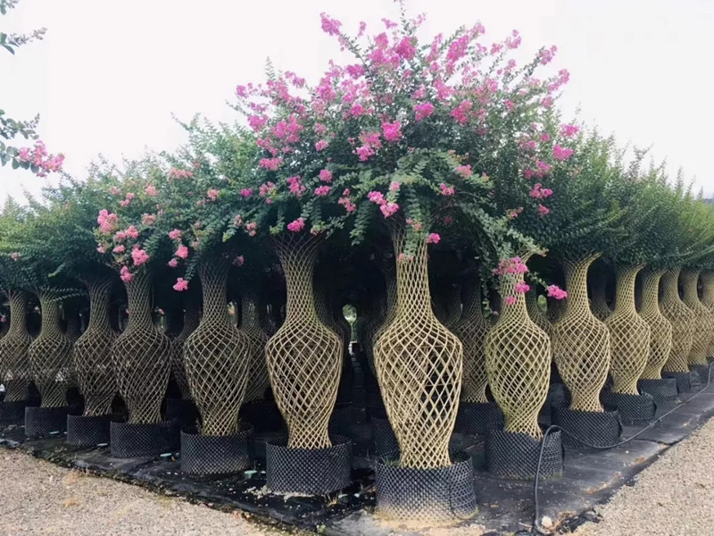 種苗兩年，投資2000萬，干出兩個“大”，這個山東兄弟有點“狠”