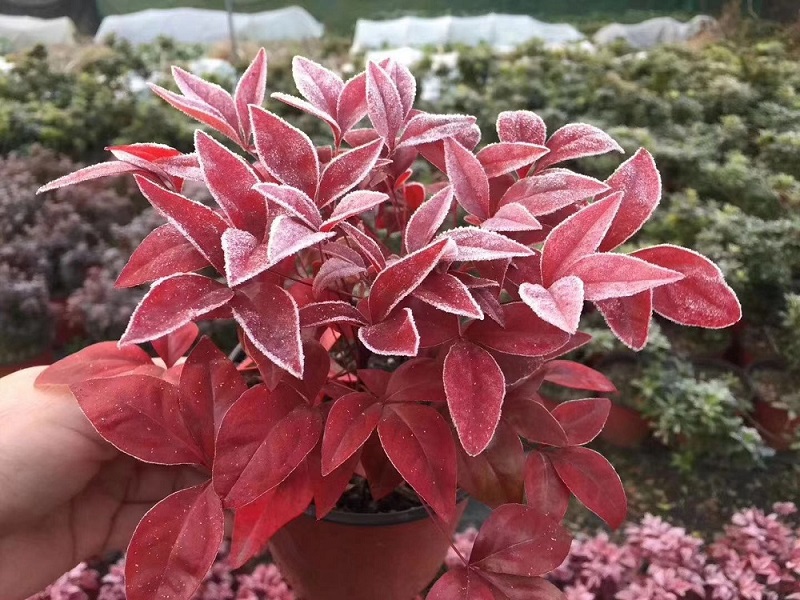 選對(duì)種苗，做好產(chǎn)品，才能未來可期！火焰南天竹、叢生紅點(diǎn)紅楓、紫薇花瓶